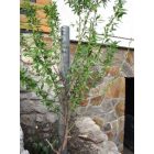 Műanyag oszlop, karó, kör alapú cölöp Ø 100 mm, 230 cm, szürke