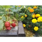 Műanyag magaságyás - Antracit színben - 75x100x13